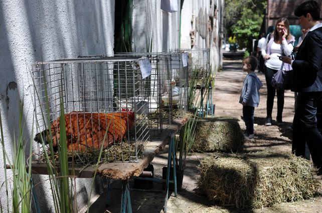 Después de 18 años volvieron las exposiciones a La Rural de Santa Fe