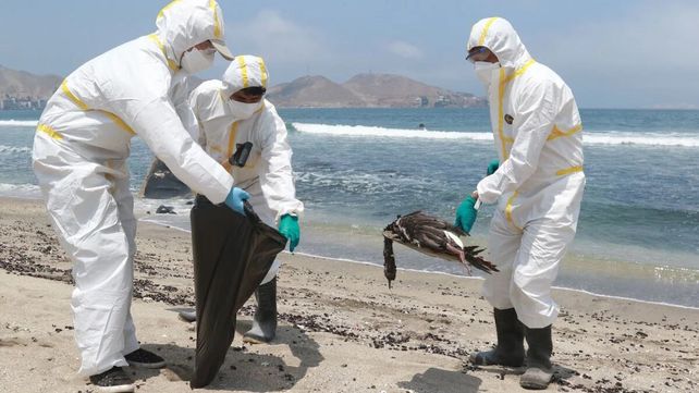 La gripe aviar inició una gran matanza de la fauna marina Sudamericana