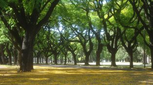 Los árboles que lloran en Rosario: el curioso fenómeno que aparece cada noviembre