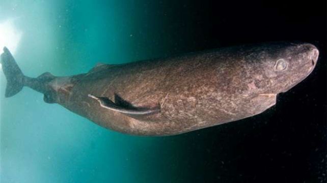 El tiburón de Groenlandia que habría nacido en 1505. Fue medido y pesado por los biólogos.&nbsp;