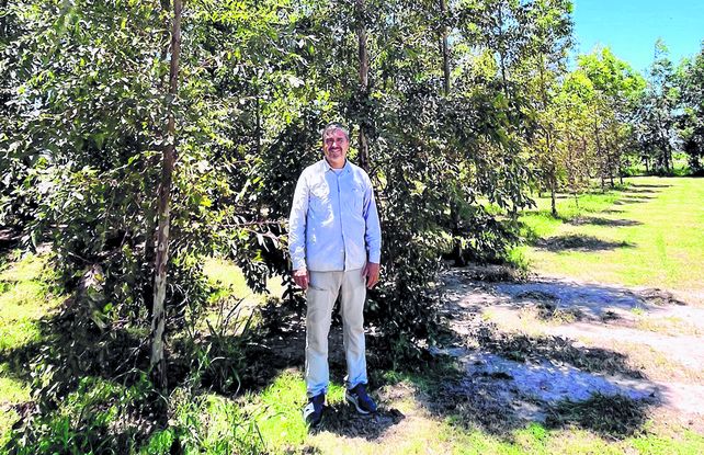 López Anido junto a la línea de eucalyptus que tiene en su establecimiento