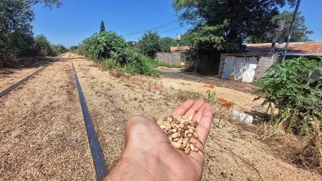 Santa Rosa de Lima: el olor insoportable de la carga de un tren descarrilado que afecta a los vecinos. Santa Rosa de Lima: el olor insoportable de la carga de un tren descarrilado que afecta a los vecinos.