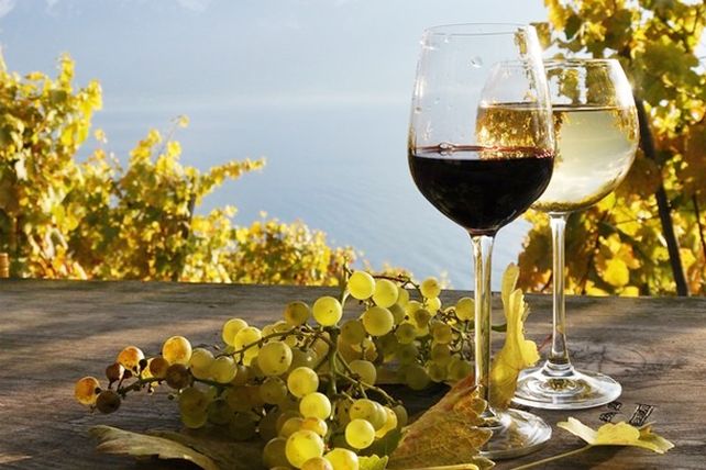 Lanzan un libro para aquellos que no saben tomar vinos