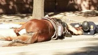 La emotiva imagen del policía que consuela a un caballo agonizante y que se viralizó