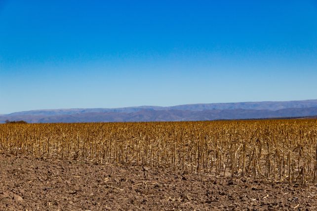 El campo inicia la campaña gruesa con el seguro como una herramienta clave frente a riesgos climáticos