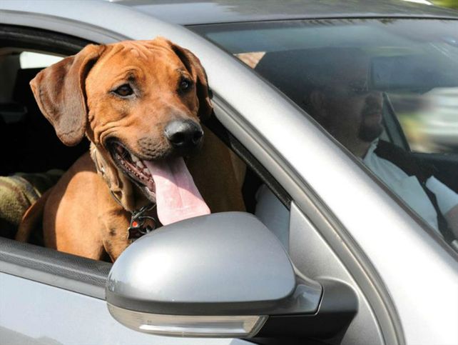 Es muy común ver perros sueltos y que asoman por ventanillas.