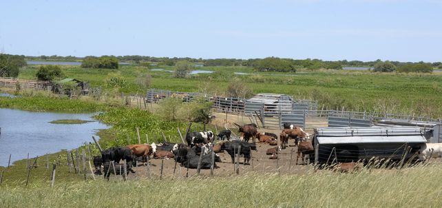 Vacas en las islas. En la provincia vecina aseguraron que la producción ganadera bajo pasturas naturales es compatible con el humedal.