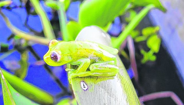 En peligro. Las amenazas sobre los anfibios son relevantes porque todas las especies se relacionan.