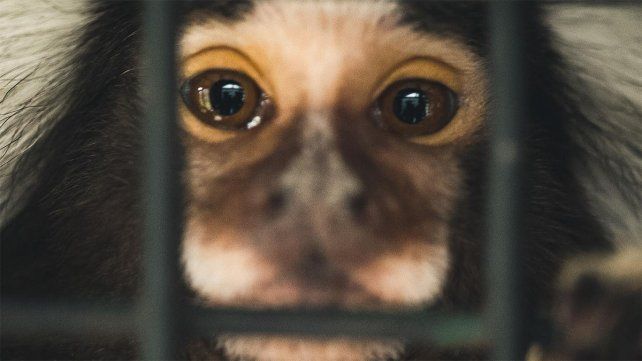 El amparo legal de los animales como sujeto de derechos