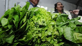 Lechuga por las nubes en las verdulerías de Santa Fe y la región.&nbsp;