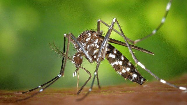 Dengue en Entre Ríos: no se registran casos autóctonos al inicio de la temporada.