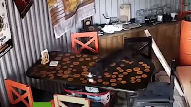 El animal huiye de la cervecería tras haber caído dentro del local.&nbsp; &nbsp;