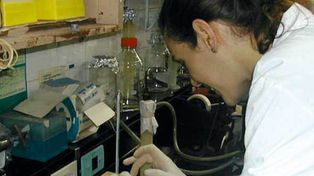 El Inta desarrolla bioinsecticidas contra el dengue y el mal de Chagas