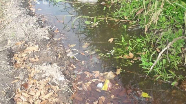 Dengue puro hay acá