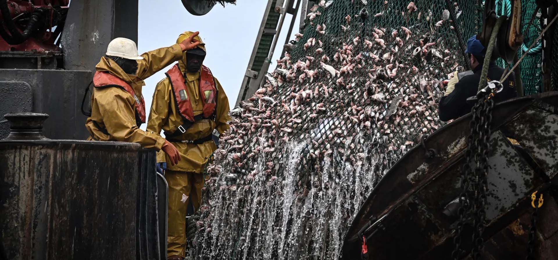 Pescadores descargan sus capturas en un barco pesquero español en el océano Atlántico, a 110 millas al oeste de La Rochelle, frente a Francia. Fotografía: Philippe Lopez/AFP/Getty Images Pescadores descargan sus capturas en un barco pesquero español en el océano Atlántico, a 110 millas al oeste de La Rochelle, frente a Francia. Fotografía: Philippe Lopez/AFP/Getty Images