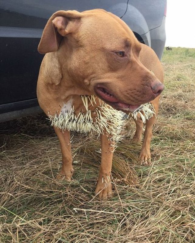 Así quedó un perro por meterse con un puercoespín