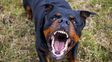 Condenan a padre e hija por el ataque de su rottweiler: deberán pagar $6 millones