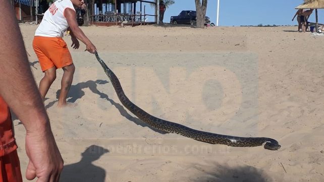 Pánico en el balneario de Piedras Blancas por el ingreso de una víbora