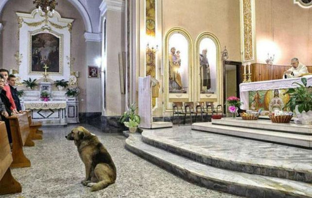 Fiel. El pastor inglés Ciccio en la parroquia del pueblo de San Donaci.