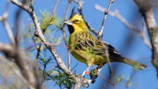 El cardenal amarillo fue declarado Monumento Natural de Santa Fe por la Legislatura. 