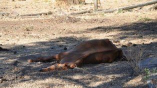 Bovril: mataron a balazos a caballos de un intendente entrerriano