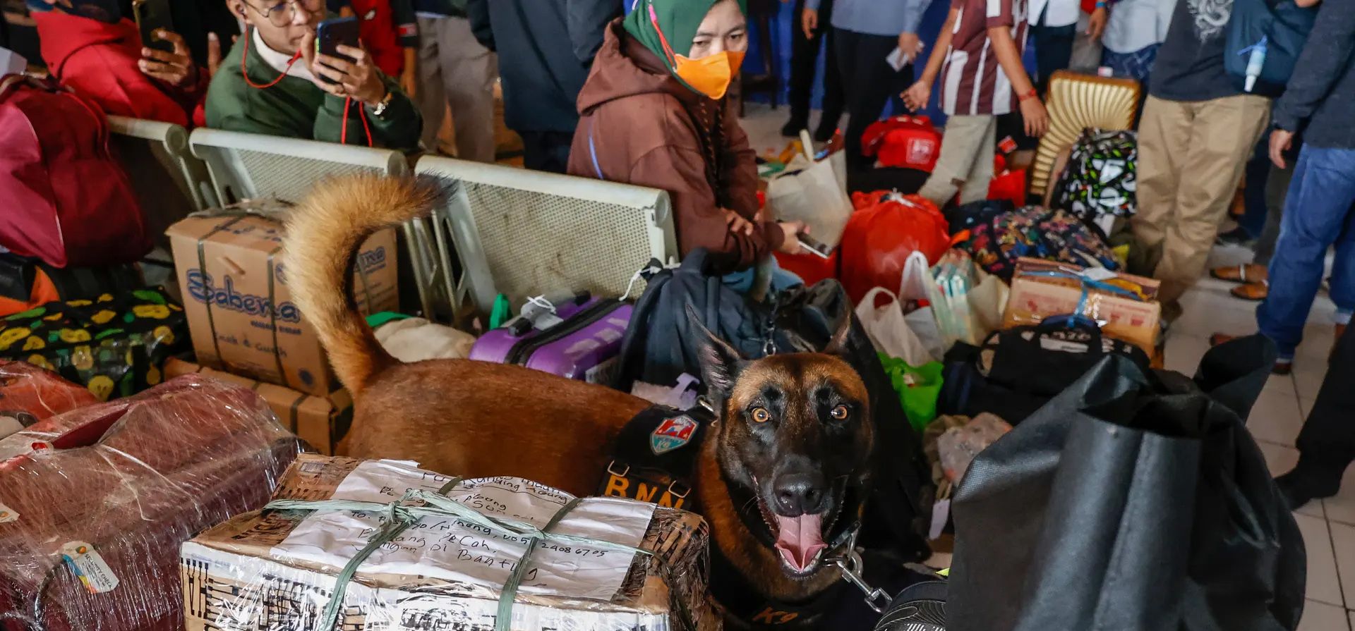 Yakarta, Indonesia. Un perro de la Agencia Nacional de Narcóticos busca equipaje sospechoso mientras la gente espera que su autobús los lleve a casa para las celebraciones de Eid al-Fitr. Fotografía: Mast Irham/EPA
