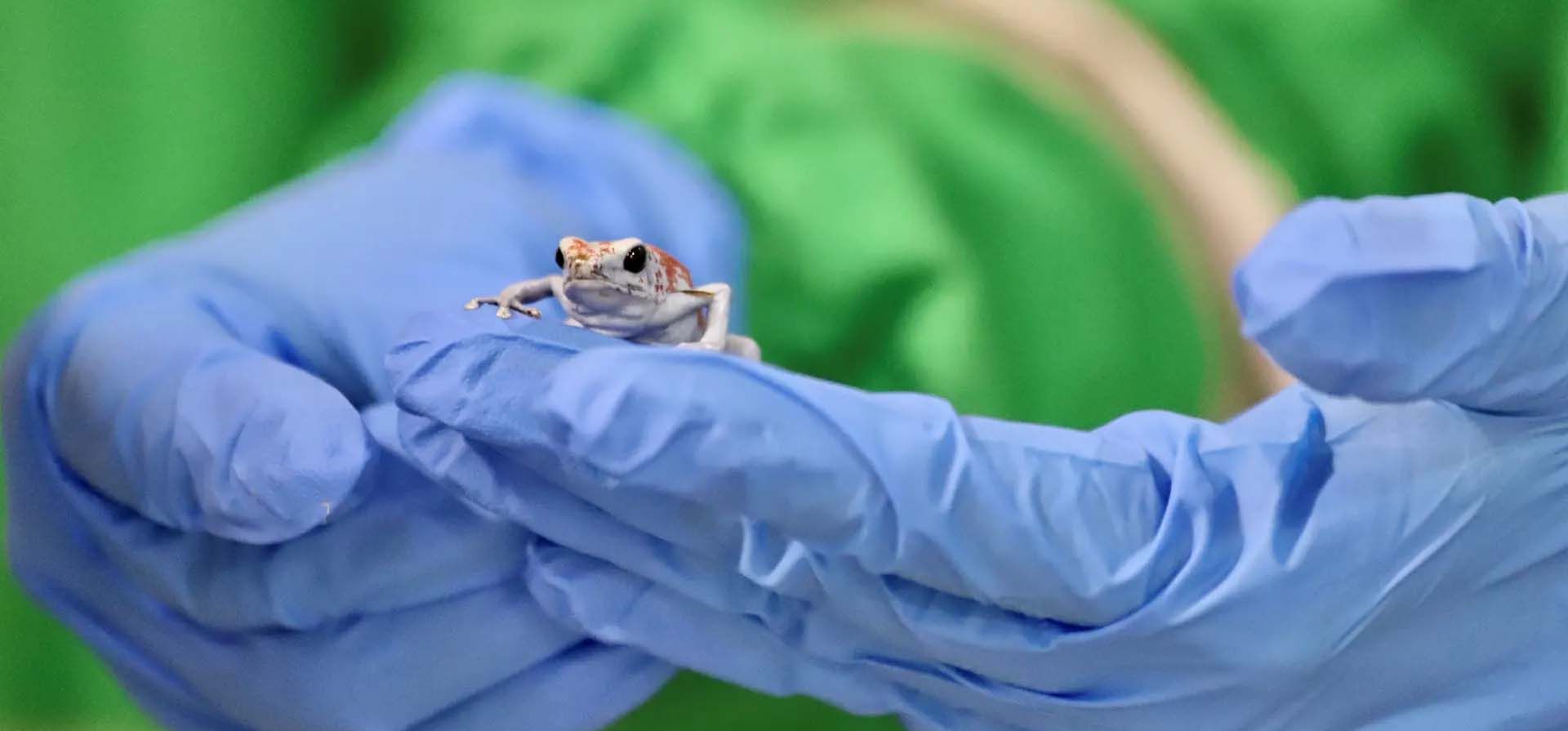 Un oficial de policía sostiene una de las 130 ranas venenosas salvadas de ser traficadas en pequeños botes de película a Brasil después de ser incautadas por la policía colombiana en el aeropuerto internacional El Dorado, Bogotá, Colombia. Fotografía: Secretaría de Medio Ambiente de Bogotá/Reuters Un oficial de policía sostiene una de las 130 ranas venenosas salvadas de ser traficadas en pequeños botes de película a Brasil después de ser incautadas por la policía colombiana en el aeropuerto internacional El Dorado, Bogotá, Colombia. Fotografía: Secretaría de Medio Ambiente de Bogotá/Reuters