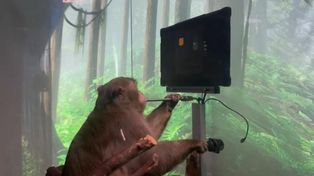 Elon Musk presentó a un mono con un implante cerebral que juega videojuegos con la mente
