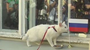 Ya está el remplazante del Pulpo Paul: Aquiles, un gato blanco y sordo