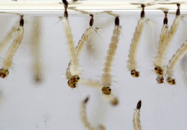 Foto: Las larvas del mosquito vector crecen en el agua estancada