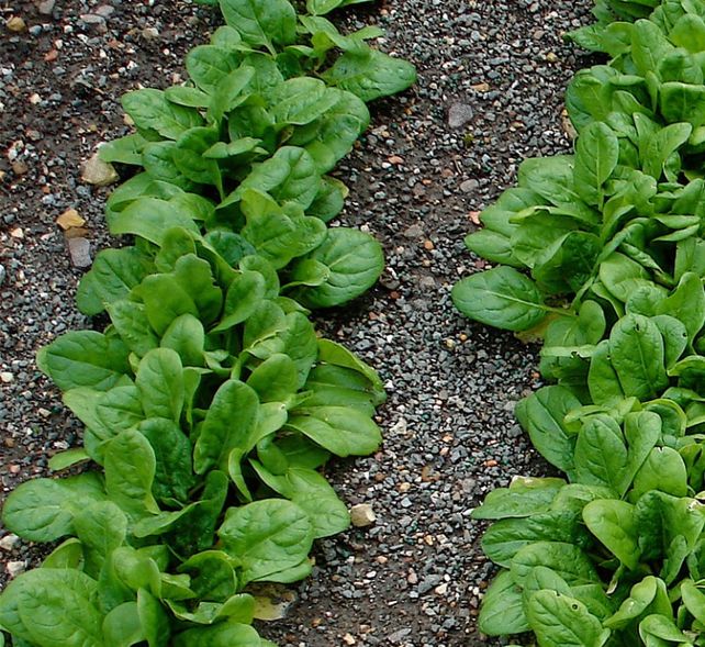 Buscan desarrollar una horticultura distinta.