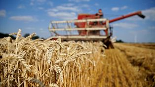 El trigo se afianza de la mano del precio y la demanda