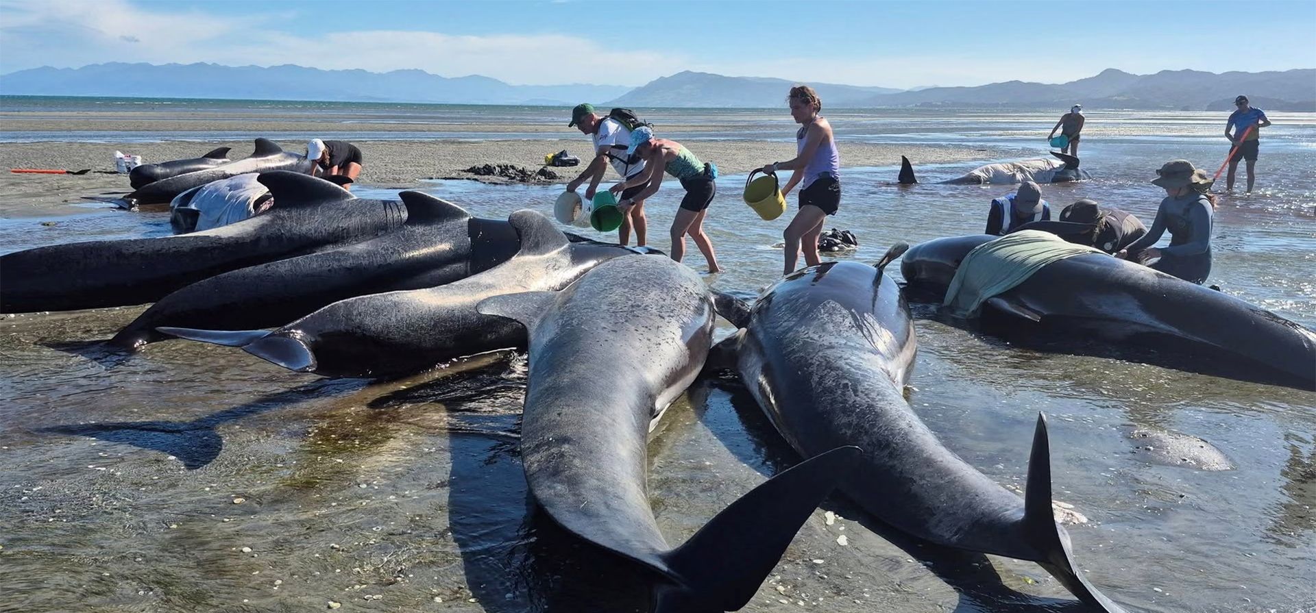 Personas intentan rescatar una manada de ballenas varadas en la orilla de Farewell Spit, Bahía Dorada, Nueva Zelanda. Fotografía: Project Jonah New Zealand/Reuters Personas intentan rescatar una manada de ballenas varadas en la orilla de Farewell Spit, Bahía Dorada, Nueva Zelanda. Fotografía: Project Jonah New Zealand/Reuters