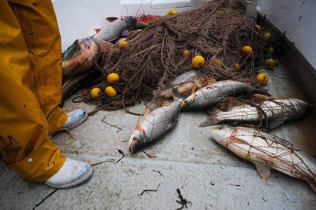 Prohibición de exportar pescado en Santa Fe: Si la provincia restringe y Entre Ríos no hace lo mismo, igual va a salir del río