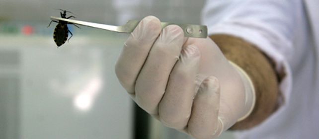 La chinche transmisora del parásito a través de su materia fecal.