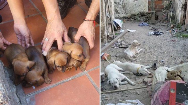 Rescataron 11 perros y un conejo hacinados en cautiverio que tendrían destino de comercialización. El maltrato animal ocurrió en Concordia