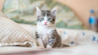 Día internacional del gato