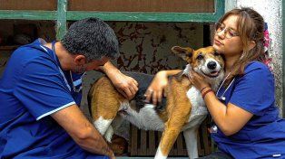 Veterinarios. Visitaron los refugios de perros Patitas y La Casita de Gualeguaychú.