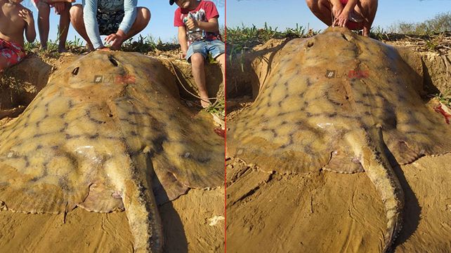 Pescadores sacaron una raya gigante del Paraná en Corrientes
