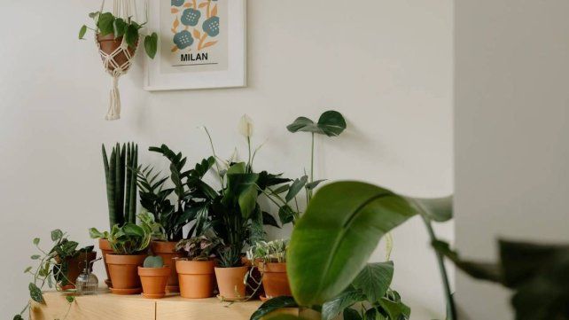 Verde en invierno: 11 plantas de fáciles cuidados para adornar un departamento