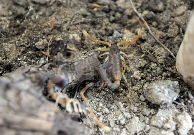 ¡Atención! Registraron una gran cantidad de alacranes en la Costanera