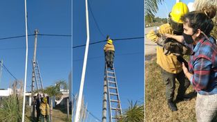 Bomberos de Paraná rescataron un gato que se subió a un poste
