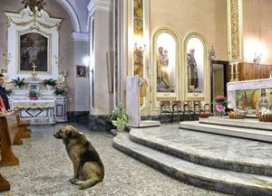 Un perro conmueve a Italia: su dueña murió y la espera a diario en misa