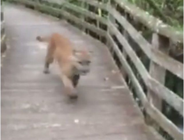 Video: fue al zoológico y se cruzó con un puma suelto
