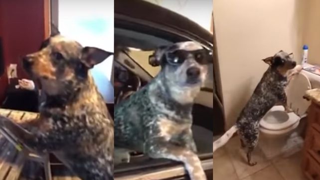 ¿El mejor Mannequin Challenge? ¡El de este perro!