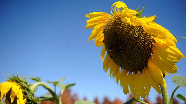 Girasol: una chance histórica para dar el salto