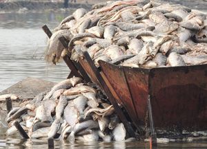 Indignación en Victoria: tuvieron que tirar 8.000 kilos de pescado