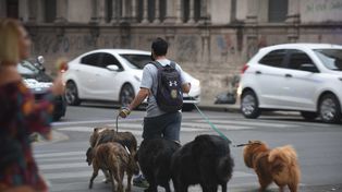 Coronavirus en animales: cuáles son los síntomas que tienen y cómo cuidarlos