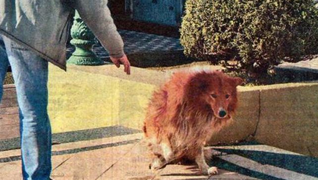 Al ingreso del cementerio. Calculan que el perro tenía entre 12 y 14 años.