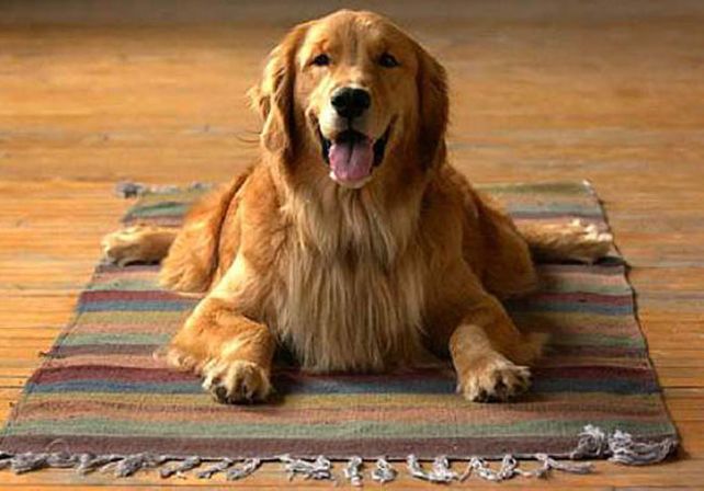 Qué quieren decir los perros a través de su comportamiento